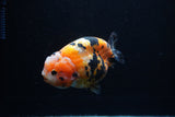 Milk Cow Ranchu  Calico 4.5 Inch (ID#0110R10c-96) Free2Day SHIPPING