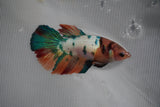 Candy Koi Galaxy  Halfmoon Female Betta (ID#801-F214) Free2Day SHIPPING