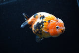 Milk Cow Ranchu  Calico 4.5 Inch (ID#0110R10c-96) Free2Day SHIPPING