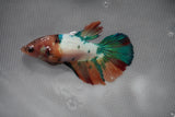 Candy Koi Galaxy  Halfmoon Female Betta (ID#801-F214) Free2Day SHIPPING