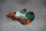 Candy Koi Galaxy  Halfmoon Female Betta (ID#801-F214) Free2Day SHIPPING