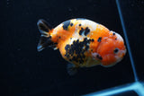 Milk Cow Ranchu  Calico 4.5 Inch (ID#0110R10c-96) Free2Day SHIPPING