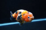 Milk Cow Ranchu  Calico 4.5 Inch (ID#0110R10c-96) Free2Day SHIPPING