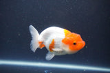 Tancho Lionchu  Red White 3.5 Inch (ID#1119R2c-63) Free2Day SHIPPING