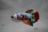 Candy Koi Galaxy  Halfmoon Female Betta (ID#801-F215) Free2Day SHIPPING