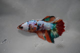 Candy Koi Galaxy  Halfmoon Female Betta (ID#801-F215) Free2Day SHIPPING