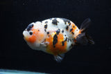 Milk Cow Ranchu  Calico 5 Inch (ID#0110R10c-97) Free2Day SHIPPING