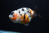 Milk Cow Ranchu  Calico 5 Inch (ID#0110R10c-97) Free2Day SHIPPING