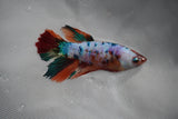 Candy Koi Galaxy  Halfmoon Female Betta (ID#801-F215) Free2Day SHIPPING