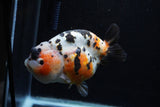 Milk Cow Ranchu  Calico 5 Inch (ID#0110R10c-97) Free2Day SHIPPING