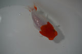 Tancho Lionchu  Red White 3.5 Inch (ID#1119R2c-63) Free2Day SHIPPING