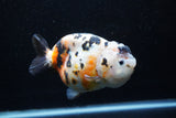 Milk Cow Ranchu  Calico 5 Inch (ID#0110R10c-97) Free2Day SHIPPING