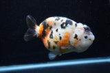 Milk Cow Ranchu  Calico 5 Inch (ID#0110R10c-97) Free2Day SHIPPING