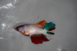 Candy Koi Galaxy  Halfmoon Female Betta (ID#801-F216) Free2Day SHIPPING