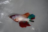 Candy Koi Galaxy  Halfmoon Female Betta (ID#801-F216) Free2Day SHIPPING