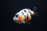 Milk Cow Ranchu  Calico 5 Inch (ID#0110R10c-97) Free2Day SHIPPING