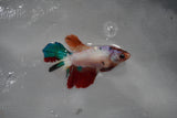 Candy Koi Galaxy  Halfmoon Female Betta (ID#801-F216) Free2Day SHIPPING