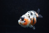 Milk Cow Ranchu  Calico 5 Inch (ID#0110R10c-97) Free2Day SHIPPING