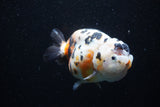 Milk Cow Ranchu  Calico 5 Inch (ID#0110R10c-97) Free2Day SHIPPING