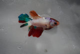 Candy Koi Galaxy  Halfmoon Female Betta (ID#801-F216) Free2Day SHIPPING