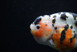 Milk Cow Ranchu  Calico 5 Inch (ID#0110R10c-97) Free2Day SHIPPING