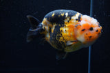 Milk Cow Ranchu  Calico 4.5 Inch (ID#0110R10c-98) Free2Day SHIPPING