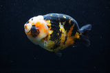 Milk Cow Ranchu  Calico 4.5 Inch (ID#0110R10c-98) Free2Day SHIPPING