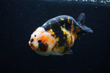 Milk Cow Ranchu  Calico 4.5 Inch (ID#0110R10c-98) Free2Day SHIPPING