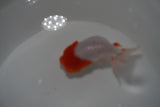 Tancho Lionchu  Red White 4 Inch (ID#1119R2c-64) Free2Day SHIPPING