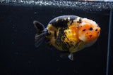 Milk Cow Ranchu  Calico 4.5 Inch (ID#0110R10c-98) Free2Day SHIPPING