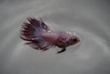 Crowntail Female Betta (ID#801-F218) Free2Day SHIPPING