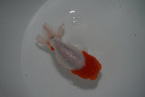 Tancho Lionchu  Red White 4 Inch (ID#1119R2c-64) Free2Day SHIPPING