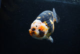 Milk Cow Ranchu  Calico 4.5 Inch (ID#0110R10c-98) Free2Day SHIPPING