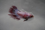 Crowntail Female Betta (ID#801-F218) Free2Day SHIPPING