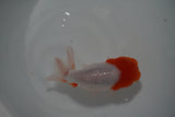 Tancho Lionchu  Red White 4 Inch (ID#1119R2c-64) Free2Day SHIPPING