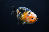 Milk Cow Ranchu  Calico 4.5 Inch (ID#0110R10c-98) Free2Day SHIPPING