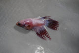 Crowntail Female Betta (ID#801-F218) Free2Day SHIPPING