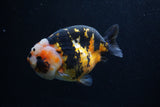 Milk Cow Ranchu  Calico 4.5 Inch (ID#0110R10c-98) Free2Day SHIPPING