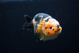 Milk Cow Ranchu  Calico 4.5 Inch (ID#0110R10c-98) Free2Day SHIPPING