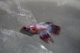 Crowntail Female Betta (ID#801-F218) Free2Day SHIPPING