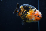 Milk Cow Ranchu  Calico 4.5 Inch (ID#0110R10c-98) Free2Day SHIPPING