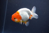 Tancho Lionchu  Red White 4 Inch (ID#1115R2c-68) Free2Day SHIPPING