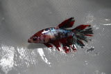 Koi Galaxy  Plakat Female Betta (ID#801-F219) Free2Day SHIPPING