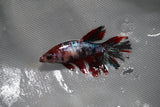 Koi Galaxy  Plakat Female Betta (ID#801-F219) Free2Day SHIPPING