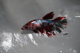 Koi Galaxy  Plakat Female Betta (ID#801-F219) Free2Day SHIPPING