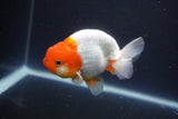 Tancho Lionchu  Red White 4 Inch (ID#1115R2c-68) Free2Day SHIPPING