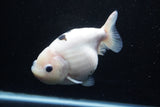 Milk Cow Ranchu  Calico 5.5 Inch (ID#0110R10c-99) Free2Day SHIPPING