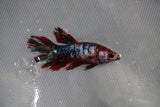 Koi Galaxy  Plakat Female Betta (ID#801-F219) Free2Day SHIPPING