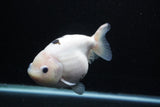 Milk Cow Ranchu  Calico 5.5 Inch (ID#0110R10c-99) Free2Day SHIPPING