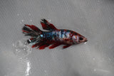 Koi Galaxy  Plakat Female Betta (ID#801-F219) Free2Day SHIPPING